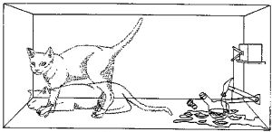 薛定谔的猫