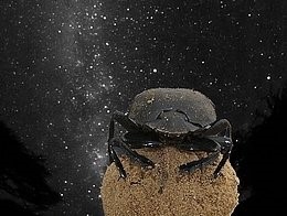 星空下的屎壳郎